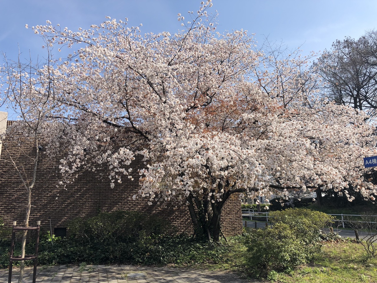 桜