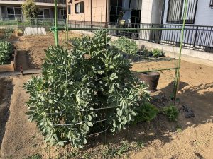 サラダそら豆